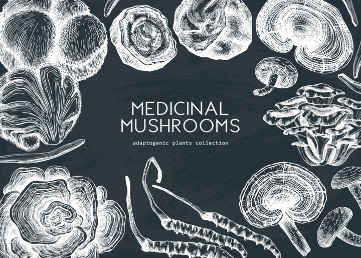 Medicinal mushroom illustrations background on chalkboard. Hand-sketched adaptogenic plants frame design. Perfect for recipe, menu, label, packaging. Hand sketched mushroom outlines.